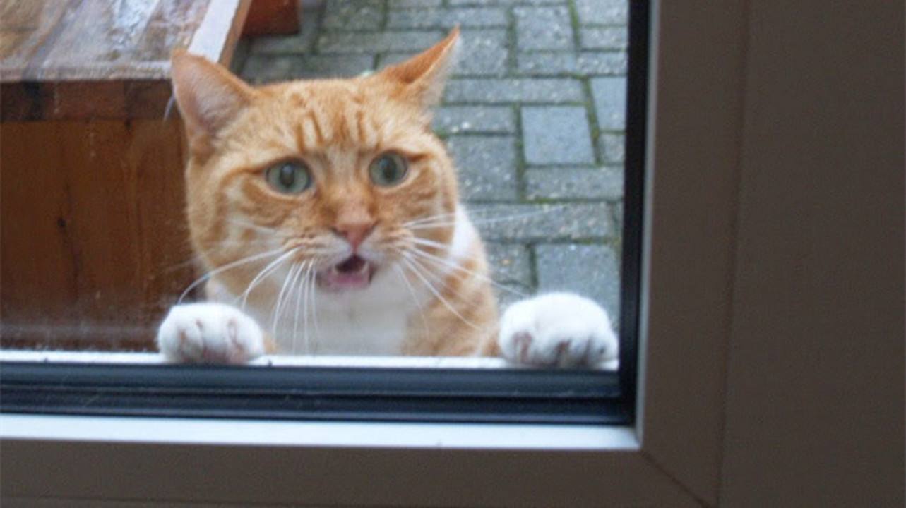猫咪怎么学会开门帘,怎么教猫咪开防盗门