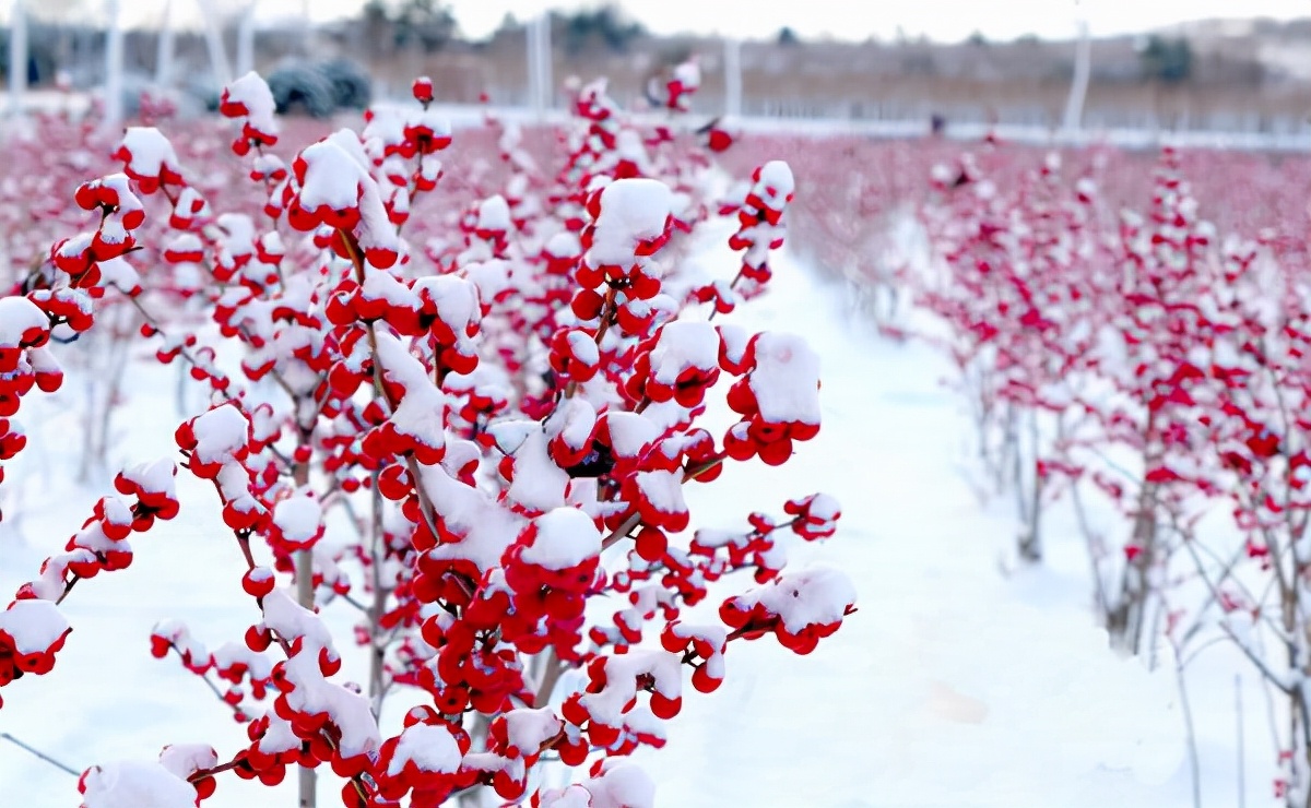 北美冬青的养护方法,北美冬青为什么来年不结果