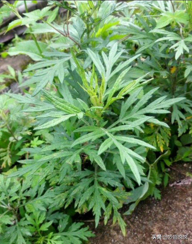 自己用艾草做的坐垫有效果吗,女用艾草坐垫