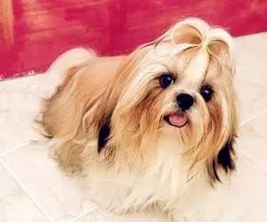 各种狗狗身价排名,各种狗的待遇对照表