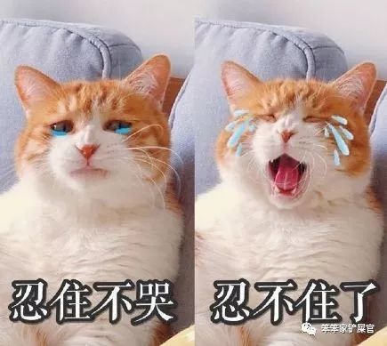 猫咪总是抽搐癫痫怎么回事呢,猫咪做梦抽搐和抽搐的区别