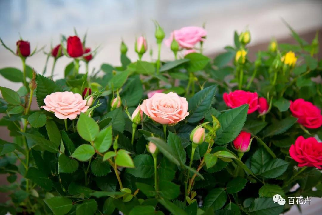 怎么养花才能养得好月季,怎样浇水才能使花更好的生长