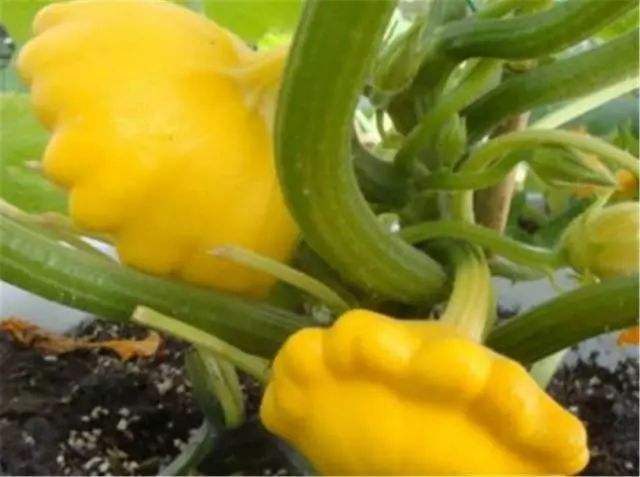 这种野瓜似飞碟人称“飞碟瓜”,味道鲜美做法多,你吃过吗?