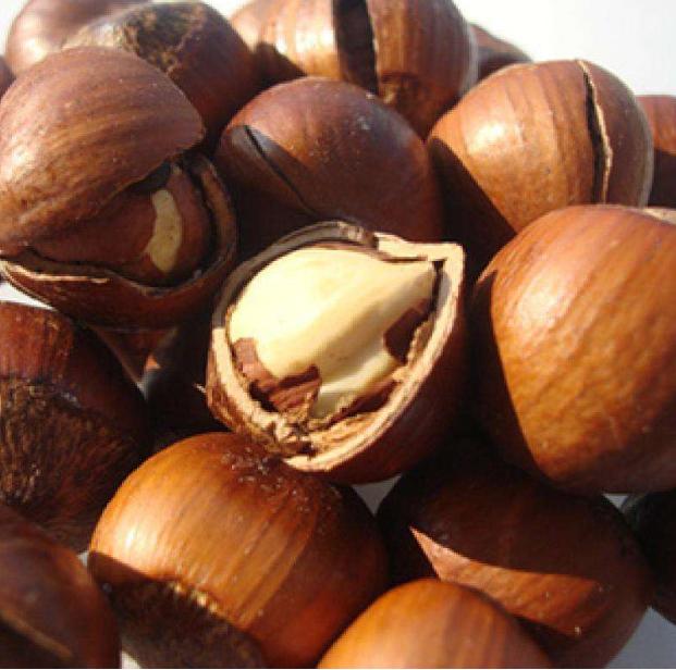 榛子有多贵,榛子一亩地能栽多少棵