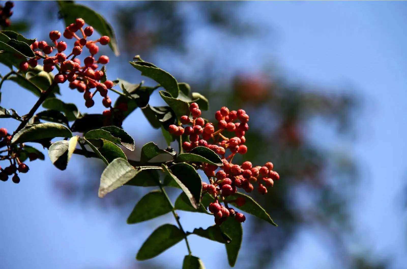 藤椒和麻椒和花椒哪个适合做麻油,花椒麻椒有什么区别啊