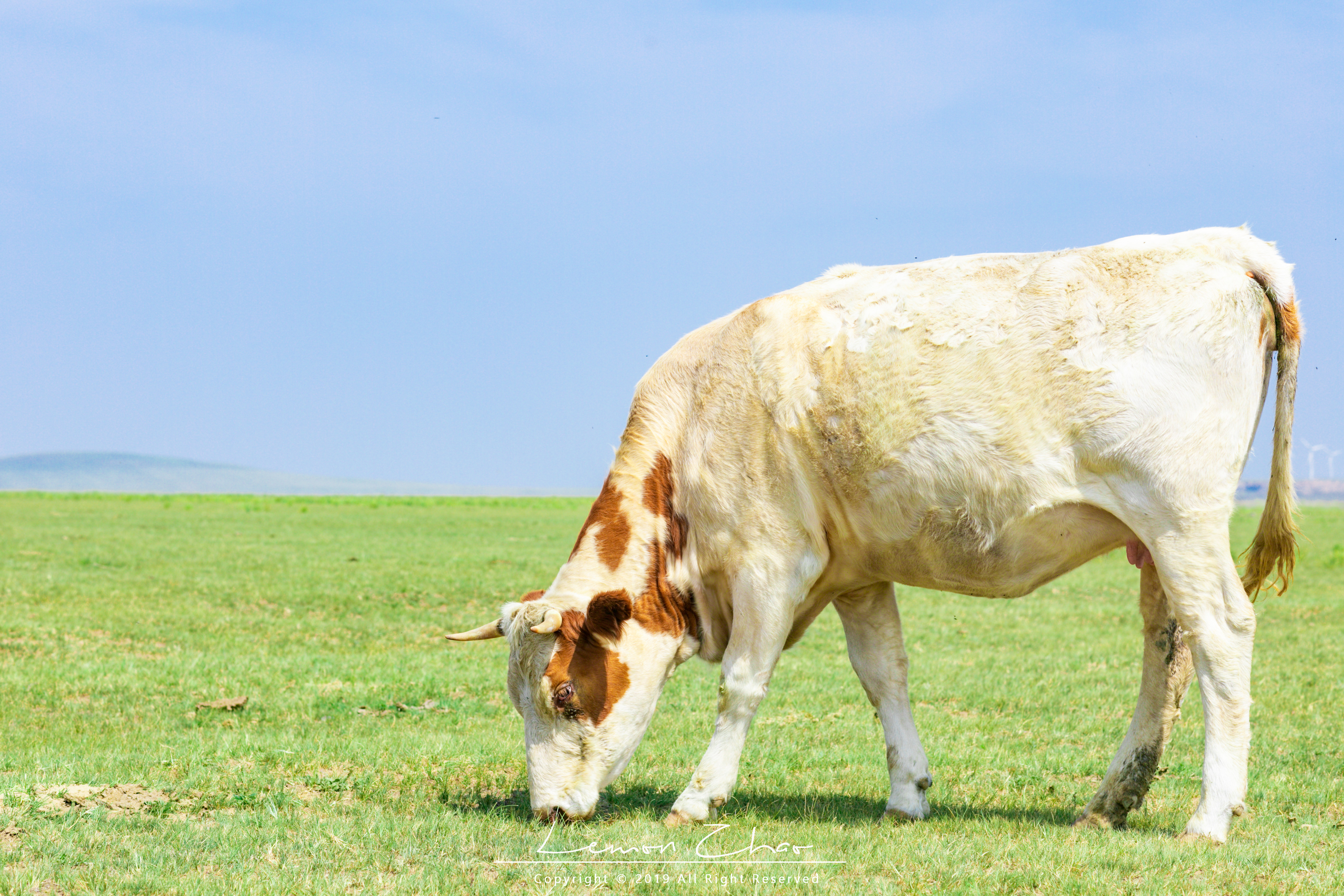 南方人内蒙古骑马体验,南方游客偶遇内蒙古牧民