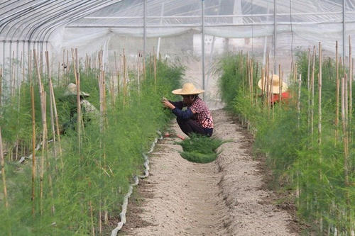 芦笋种植技术及施肥,芦笋种植技术高产