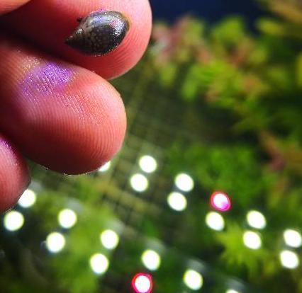 鱼缸中有螺要处理吗,鱼缸出现的水螺对鱼有影响吗