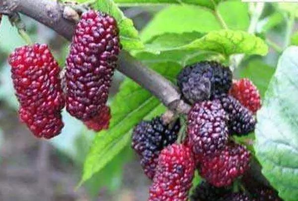 全国各地最全特产,全新疆特产