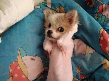 怎么学给狗看病,学给狗狗看病去哪里学