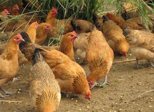 预防鸡病的11个方法,预防鸡病偏方