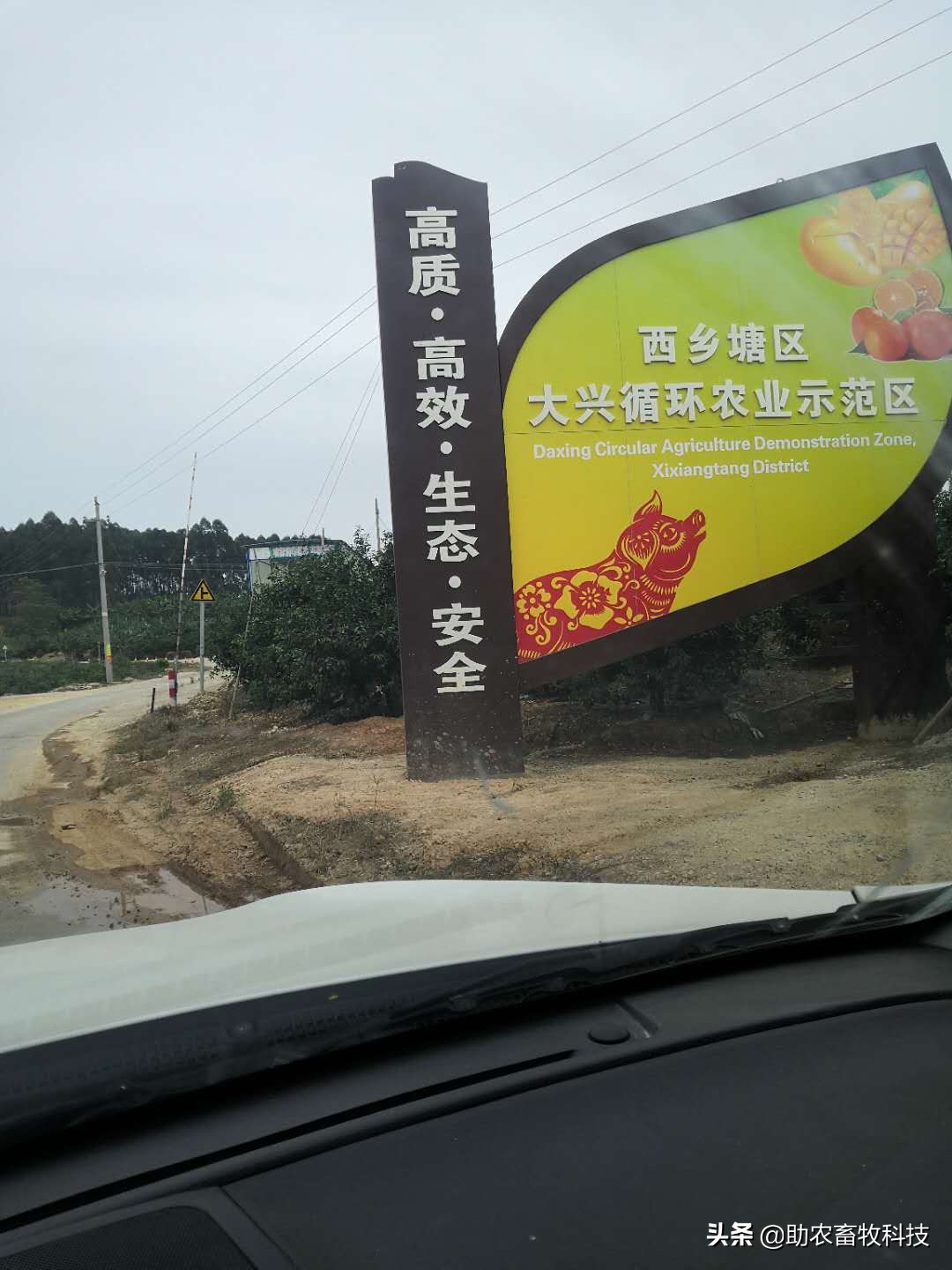 猪用益生菌除氨气效果,养猪场除臭益生菌排名