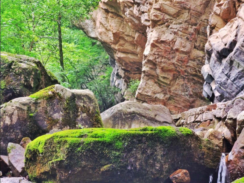 驼梁七月草原美，金莲妖娆入画里/郝贵云