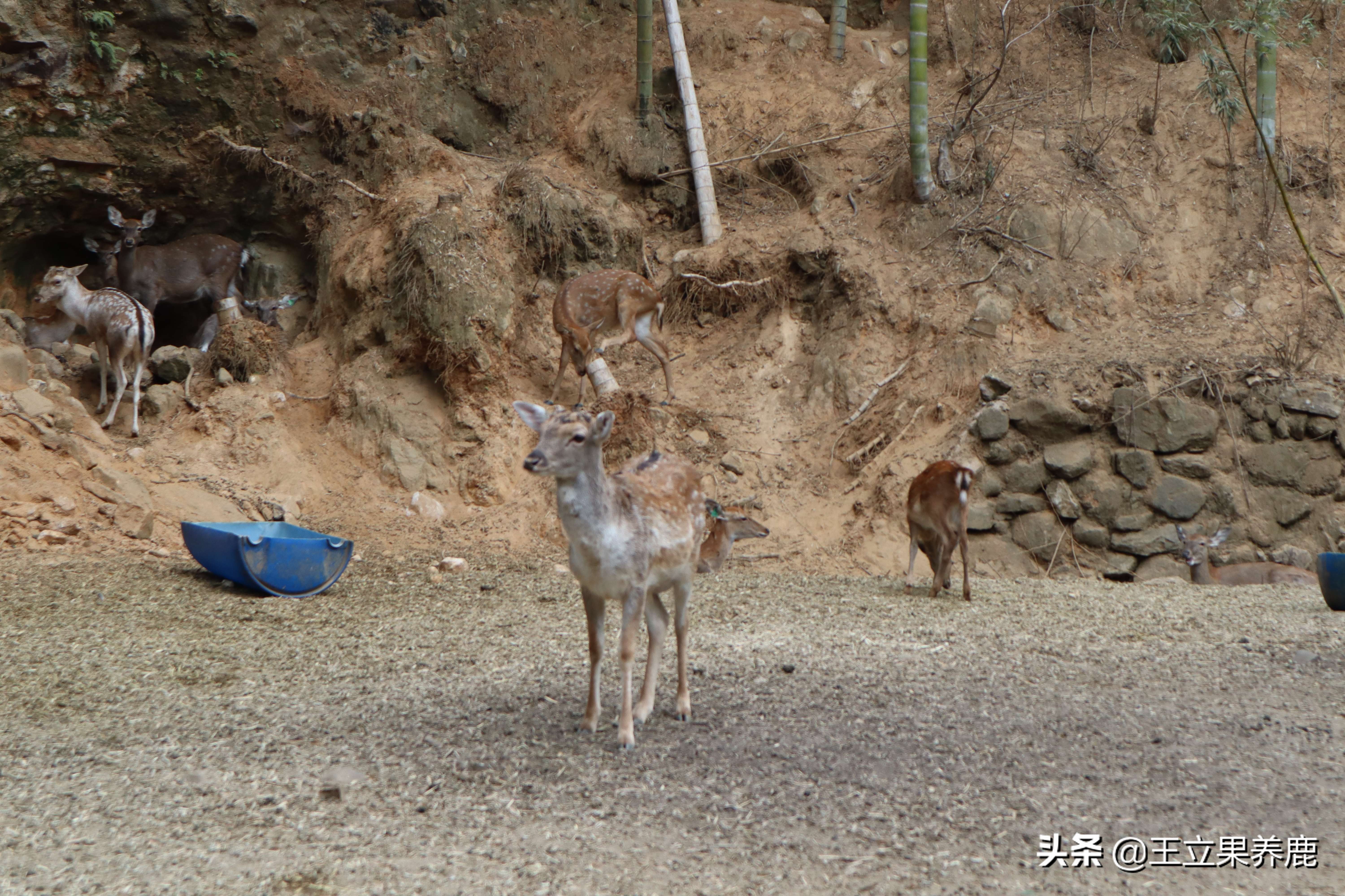 梅花鹿养殖风险有哪些,梅花鹿散养禁忌