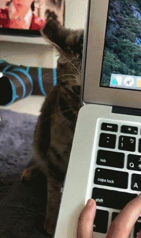 怎么惹猫生气很愤怒,惹猫生气的方法