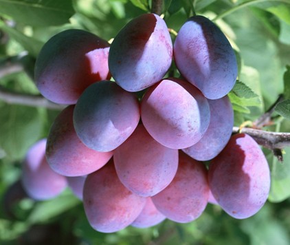 10种果子图片大全,100种果子介绍