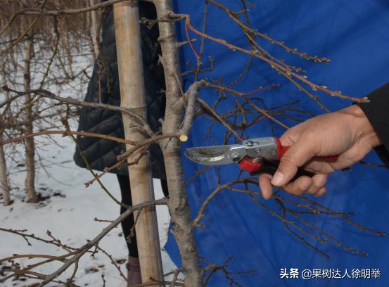 又到了一年的种植桃树的季节,一年桃树5月份修剪的正确方法