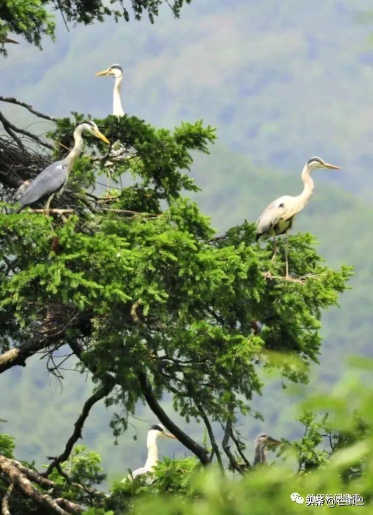 镇巴最美四月天——碾子