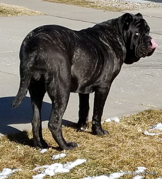 护卫能力强好训练不粘人的猛犬,稀有观赏性猛犬