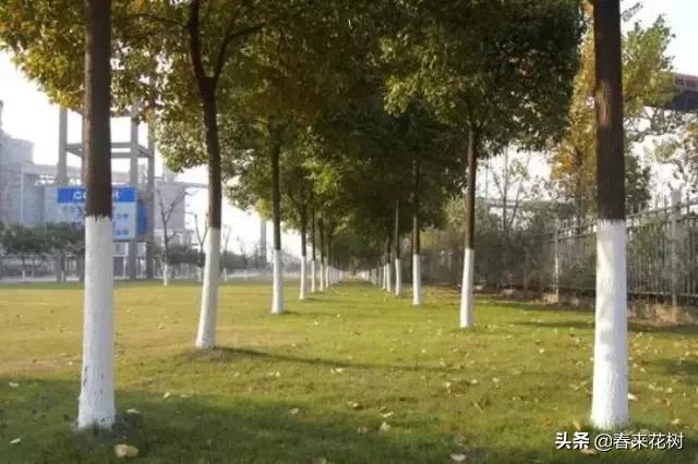 园林景观种树成活率高的方法,园林种植如何提高存活率