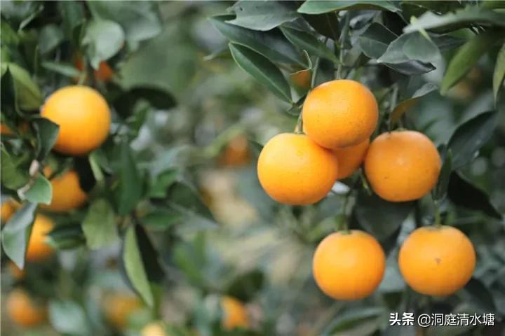 一口清甜爆汁,爆甜麻阳冰糖橙