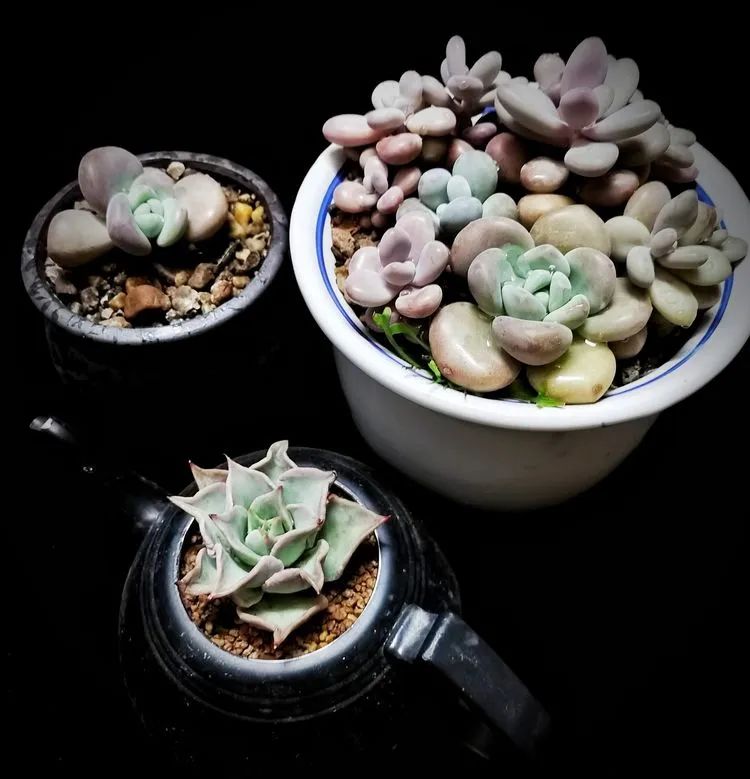 一盆仙人掌和一盆月季的故事,一个多肉的故事