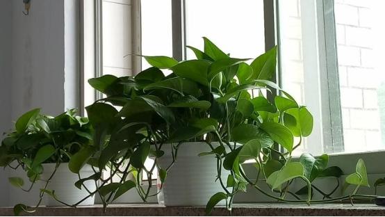 绿萝怎么养才能更旺盛生活小技巧,绿萝养护方法大全和注意事项