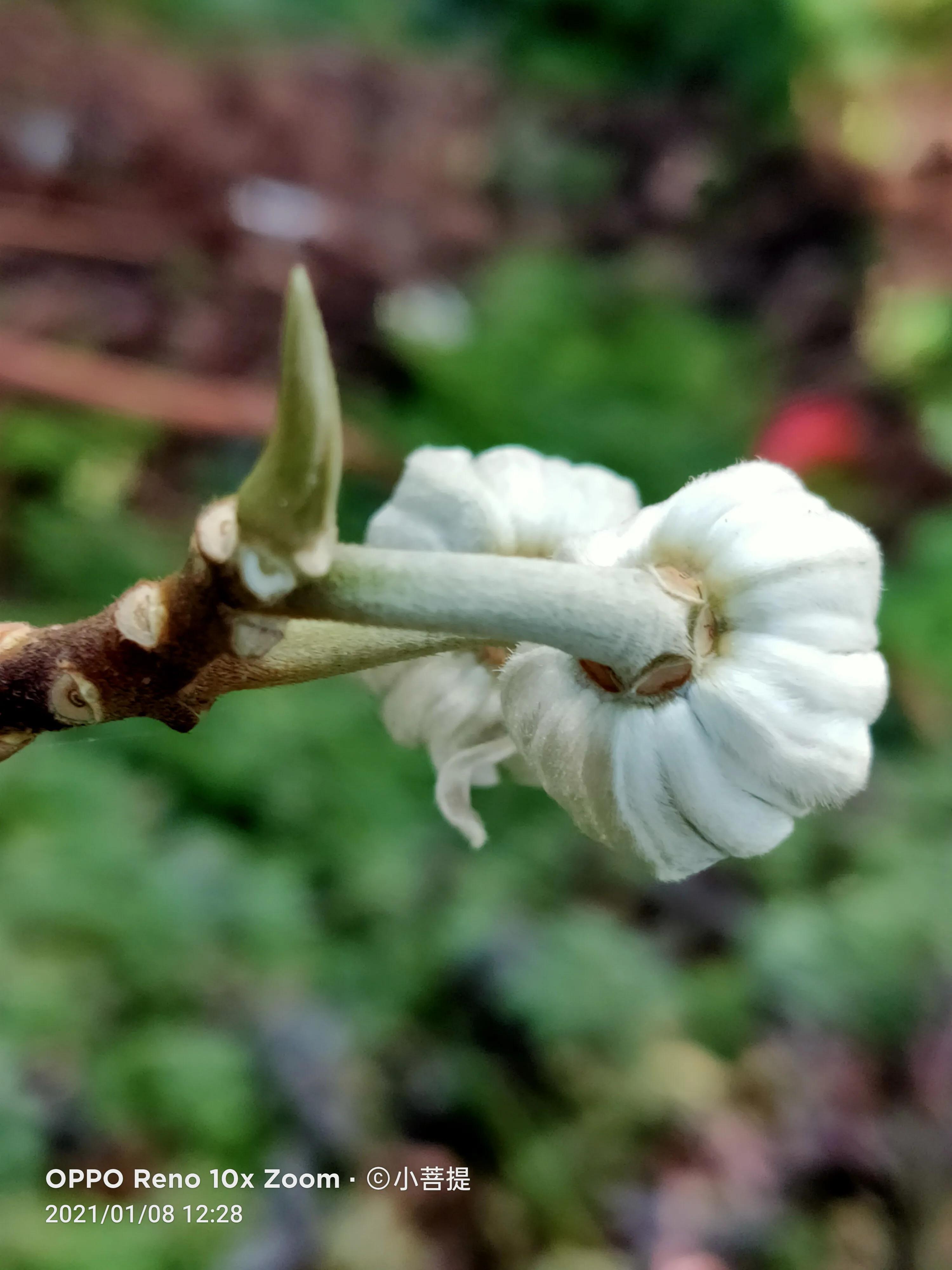 这就是爱情树，若在枝上打两个同向的结，就能得到甜蜜爱情和幸福
