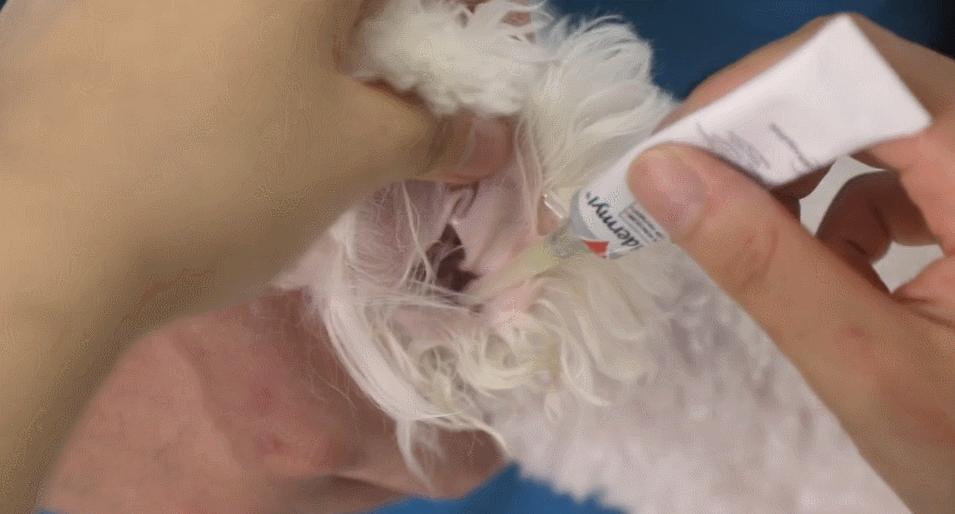 手工清除多年螨虫,根除耳螨最好的方法