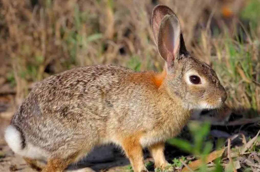 早上不扫地习俗,早晨不割秧晌午不摘瓜是什么意思