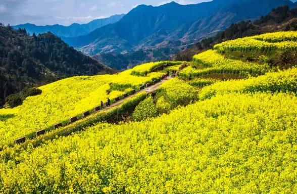 春暖花开的季节我和你如期相约,醉美开化油菜花