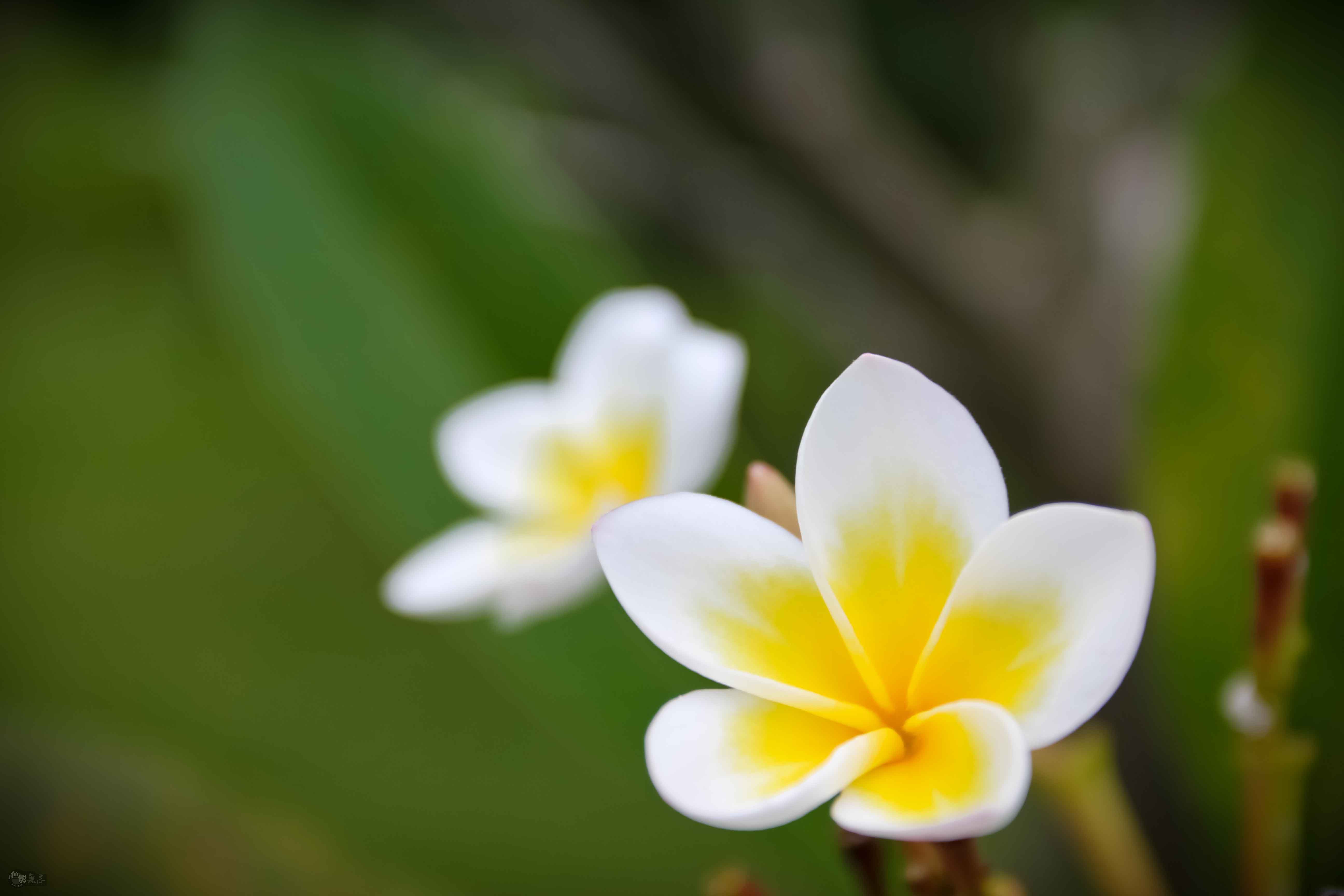 海岛龙船花室内养护,龙船花绿植盆栽怎么养
