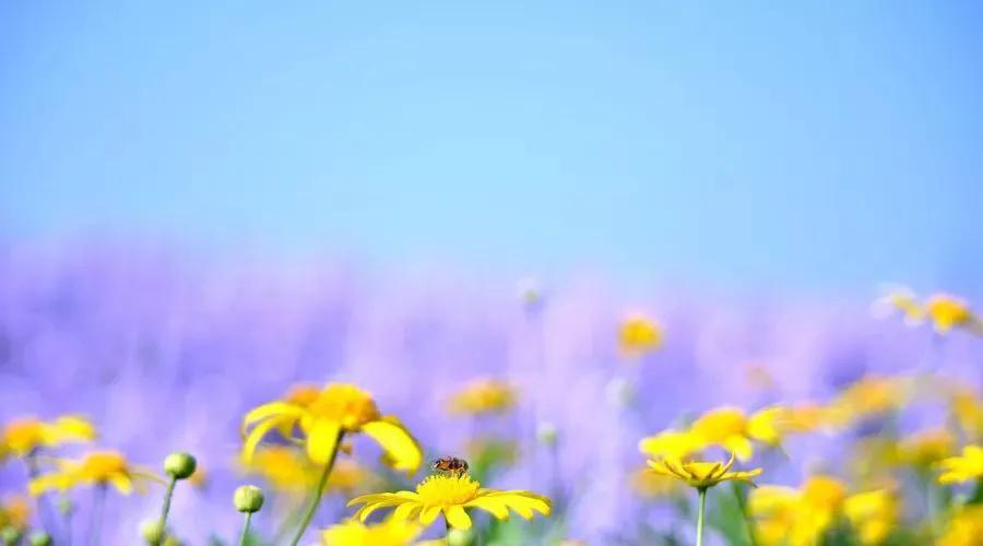 白羊座怎么搞定白羊,如何攻破白羊座冷战