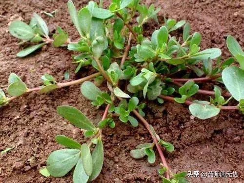 马齿苋治白头发,马齿苋主治功效