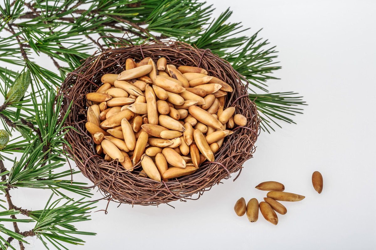 45吨松子阿富汗卖了多少,巴西松子与阿富汗松子的区别