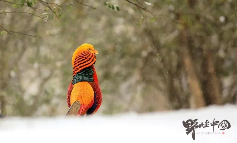 2021年日历上市了，有颜值有功能，你pick哪一款？