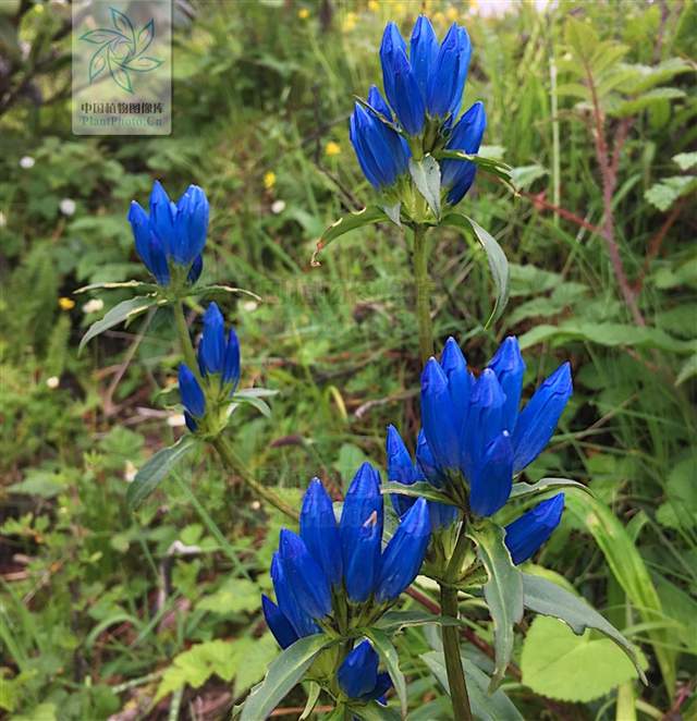 神农本草经中的药材图片,神农本草经高清彩图