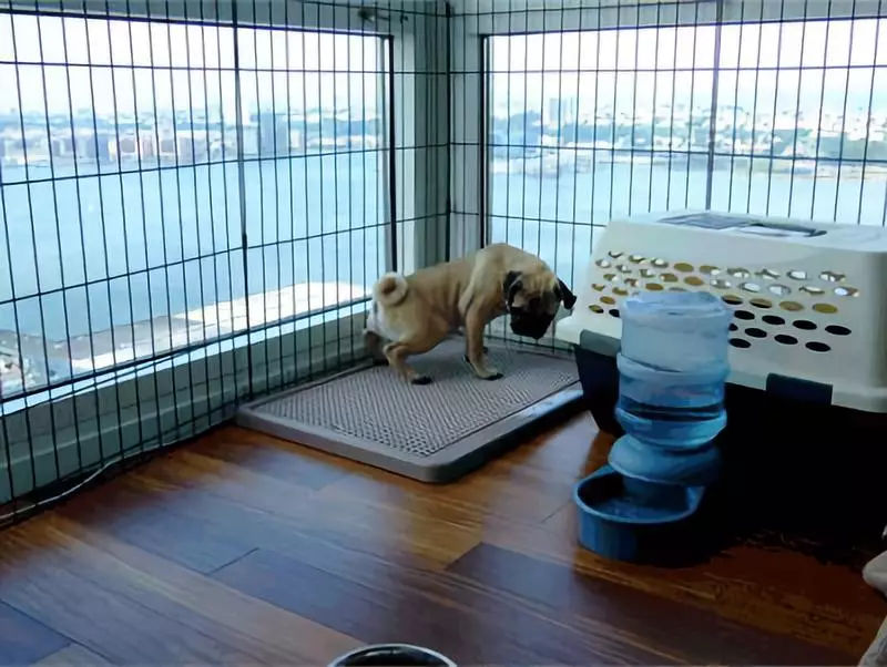 狗狗在家乱拉便便怎么办,怎么训练狗狗在家里定点上厕所