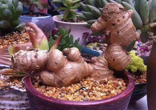 养花腻了试试“生姜”,想吃掰一块,今年生姜钱省了