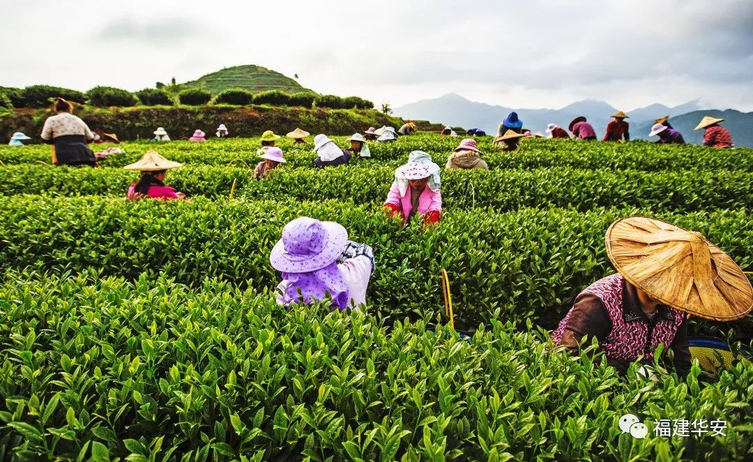 华安：一盏茶的时光