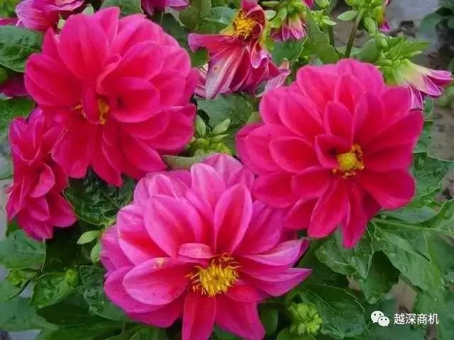 中国各大城市市花介绍,全国56市市花太美了的视频