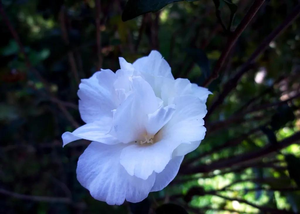 王正龙中医讲座视频,王正龙中医著作