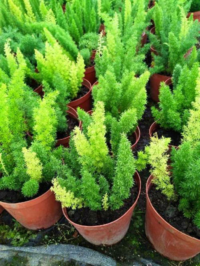 叶子细长叶片中间白色边缘绿色,叶片成椭圆形表面带毛是哪种果树