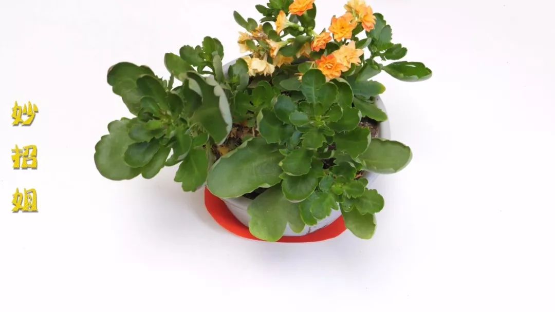 橡胶手套坏了别扔还有这些妙用,橡胶手套破了可以用火补吗