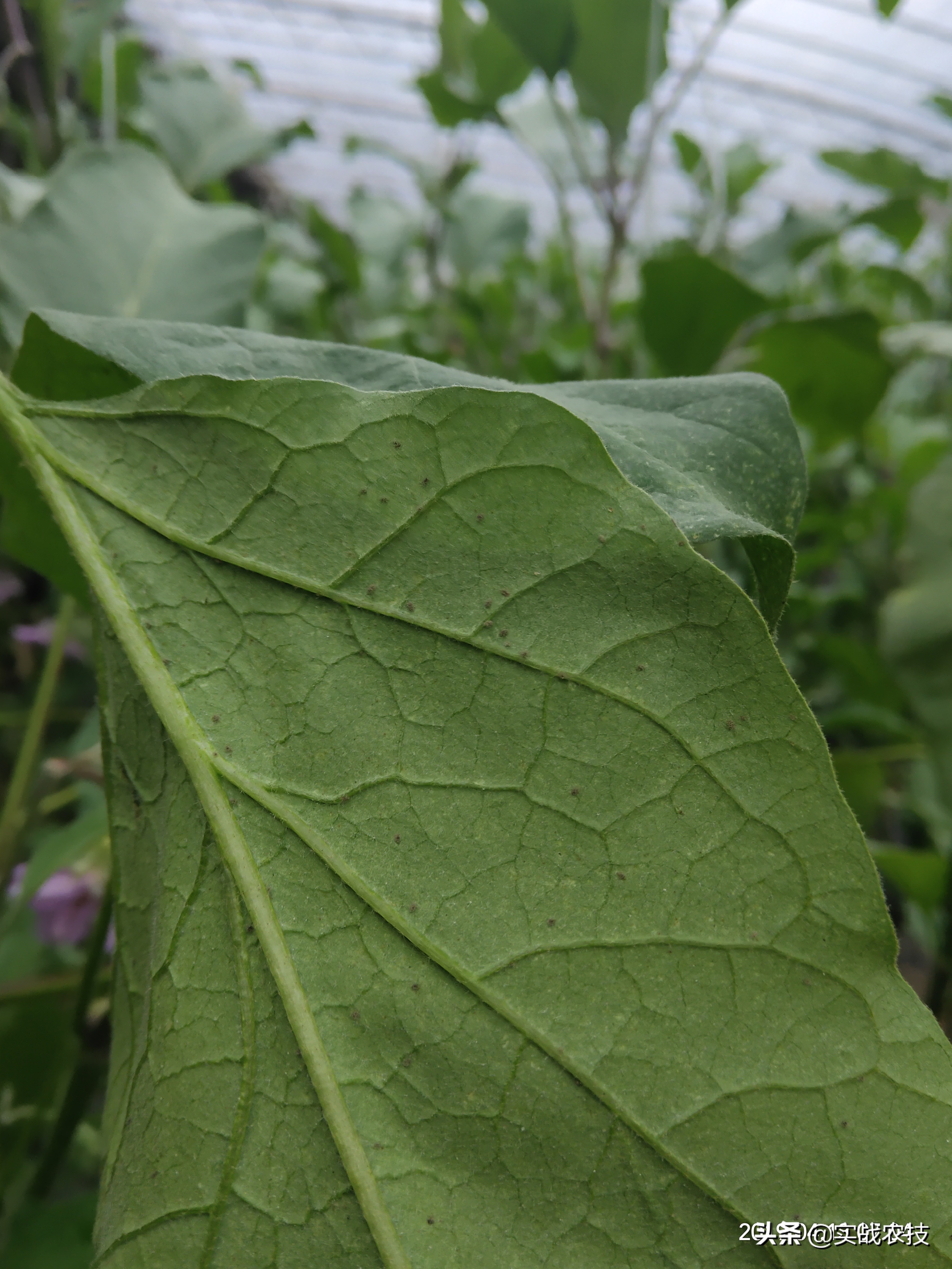 打抗性红蜘蛛螨虫我用这些药!十里八村都来我这拿药