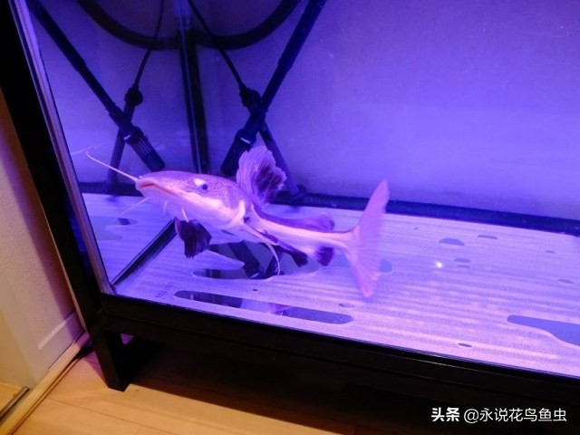 招财猫饲养方法和注意事项,红尾招财猫如何繁殖