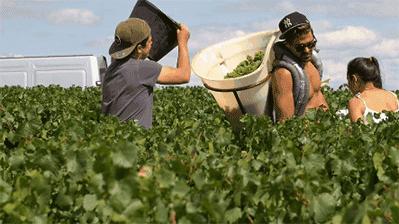 品乐Pinor：在法国葡萄园上班，就像在东北掰玉米……