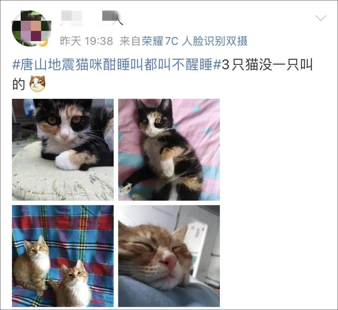 猫地震的时候没有反应,地震了猫会有反应吗