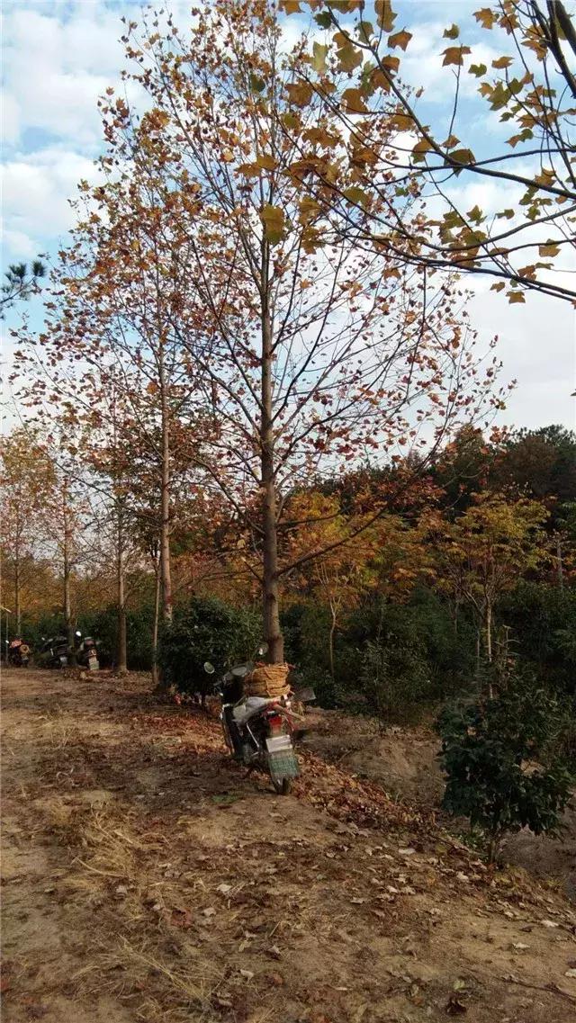 「苗木通新晋会员」湖州陈春耕：细节具体、价格适中、售后保障