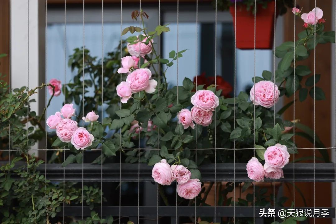 多久可以打造出一面月季花墙,月季花墙怎么养成